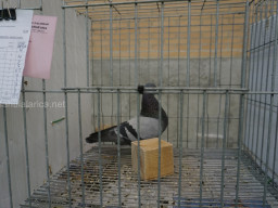 XIV Concurso Exposición de Palomas de Raza en Mula 2024